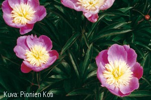Paeonia lactiflora 'Wladyslawa'